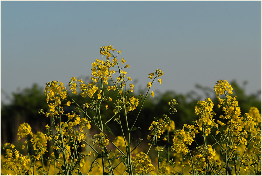 Raps (Brassica napus)