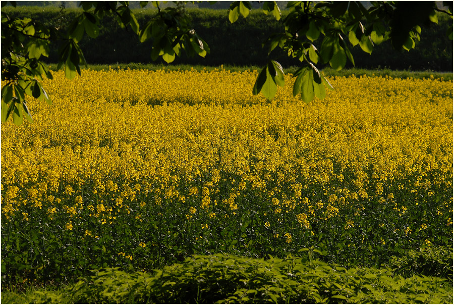 Raps (Brassica napus)