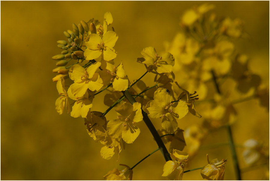 Raps (Brassica napus)