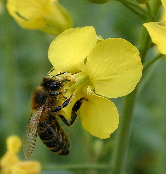 Raps (Brassica napus)