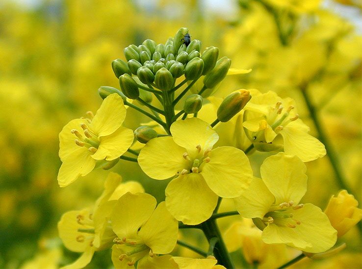 Raps (Brassica napus)