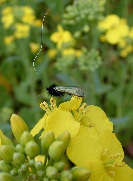 Raps (Brassica napus)