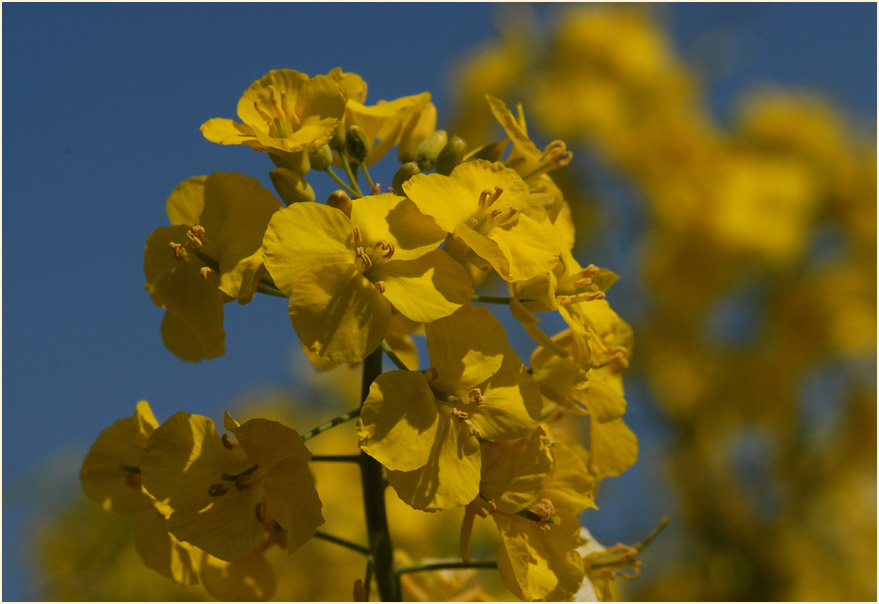 Raps (Brassica napus)