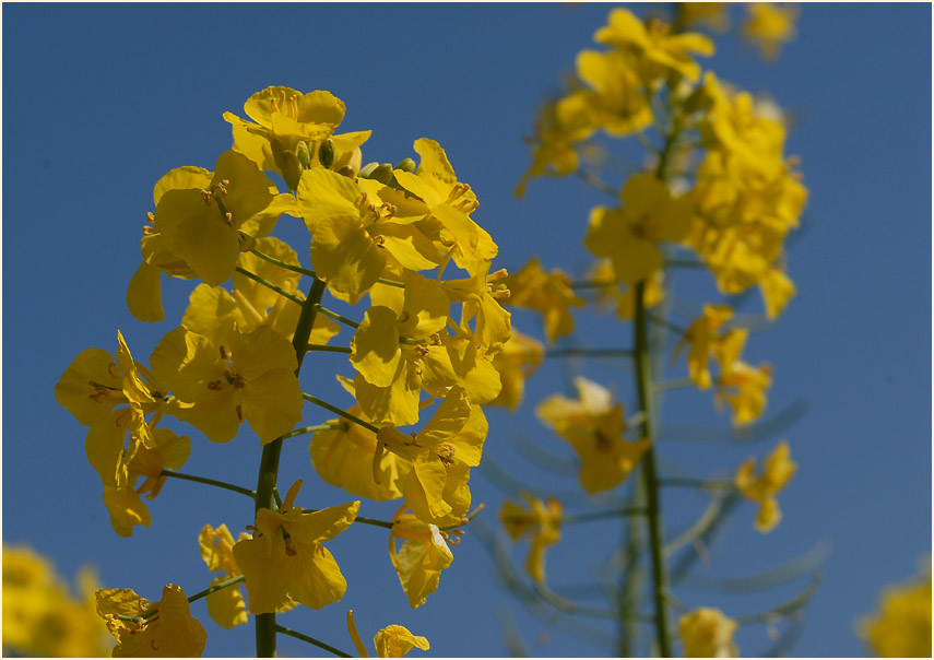 Raps (Brassica napus)