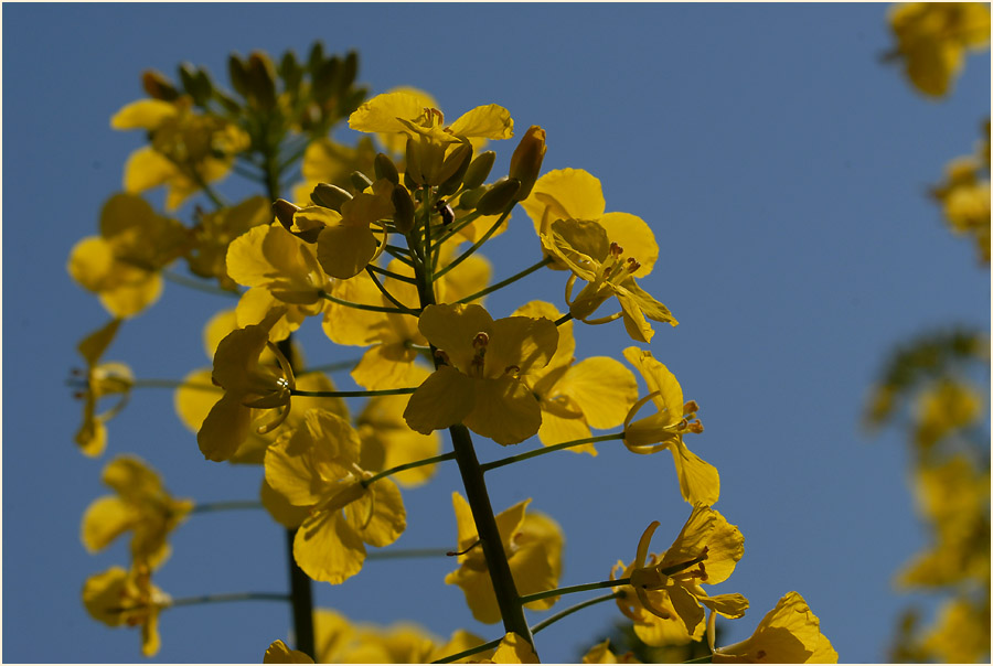 Raps (Brassica napus)