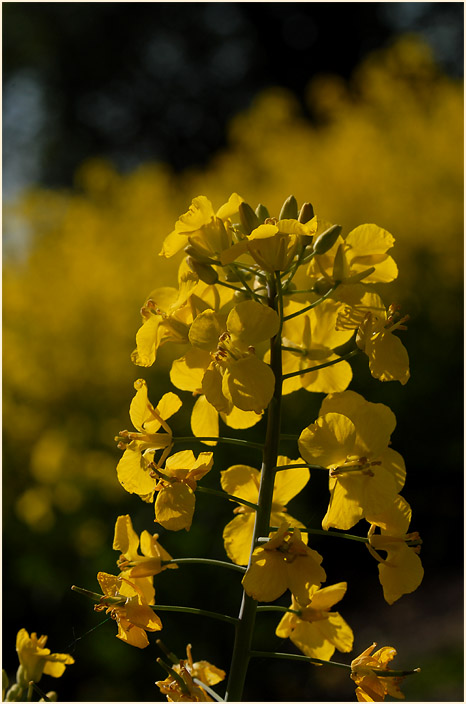 Raps (Brassica napus)