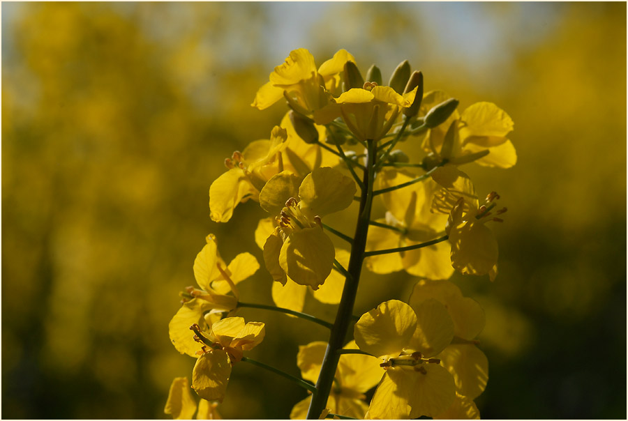 Raps (Brassica napus)