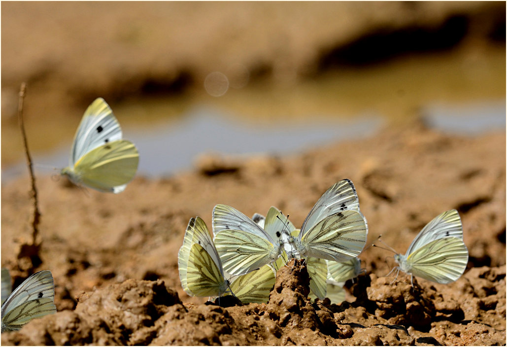 Rapsweißling und Kohlweißling