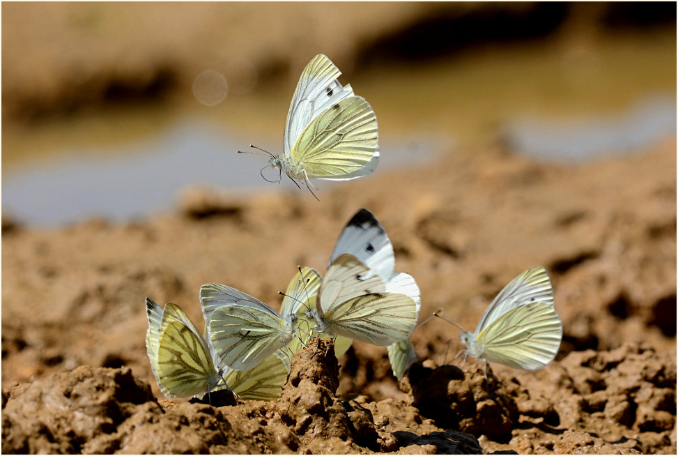 Rapsweißling und Kohlweißling