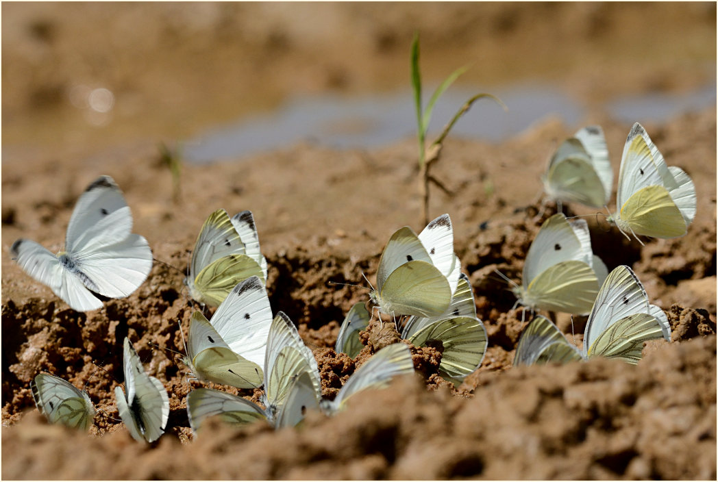 Rapsweißling und Kohlweißling