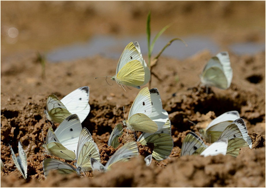 Rapsweißling und Kohlweißling