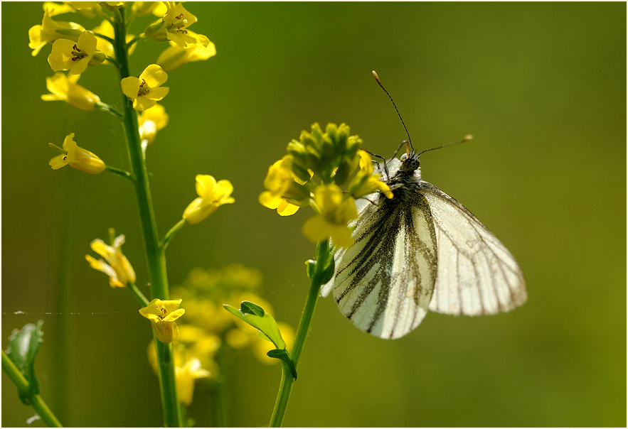 Rapsweißling