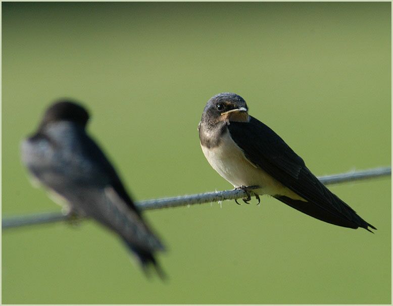 Rauchschwalbe