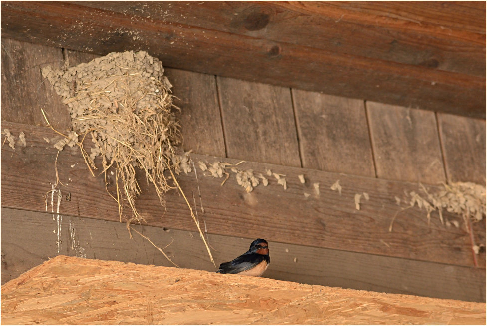 Rauchschwalbe
