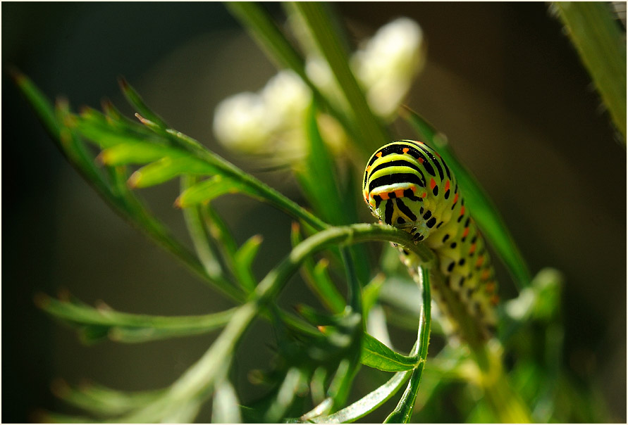 Raupe, Schwalbenschwanz