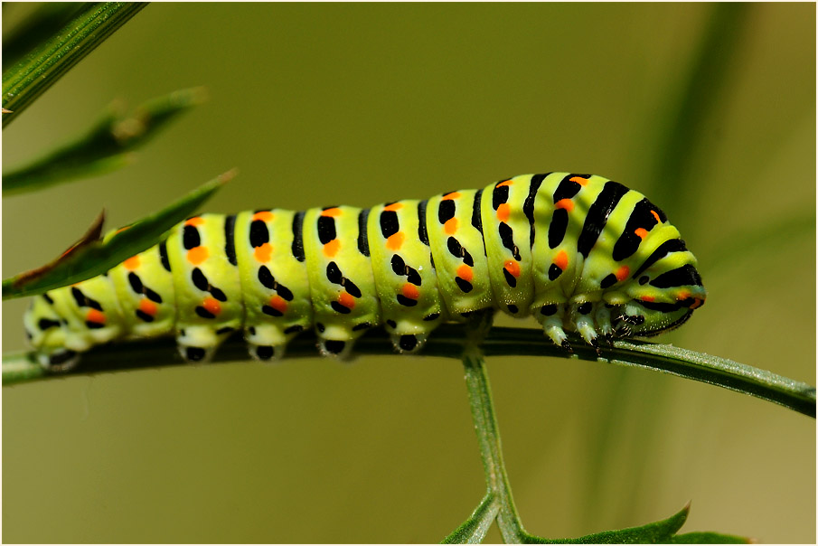 Raupe, Schwalbenschwanz
