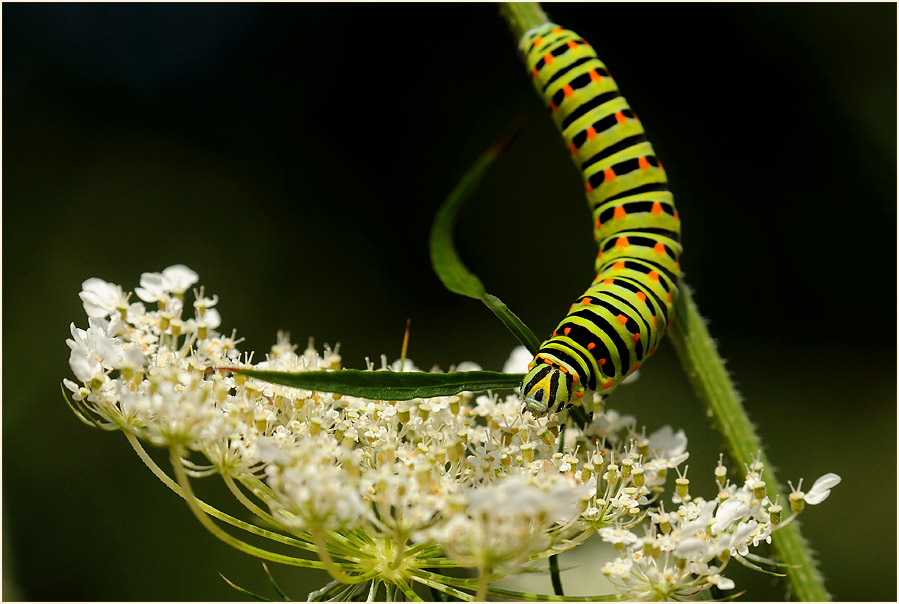Raupe, Schwalbenschwanz