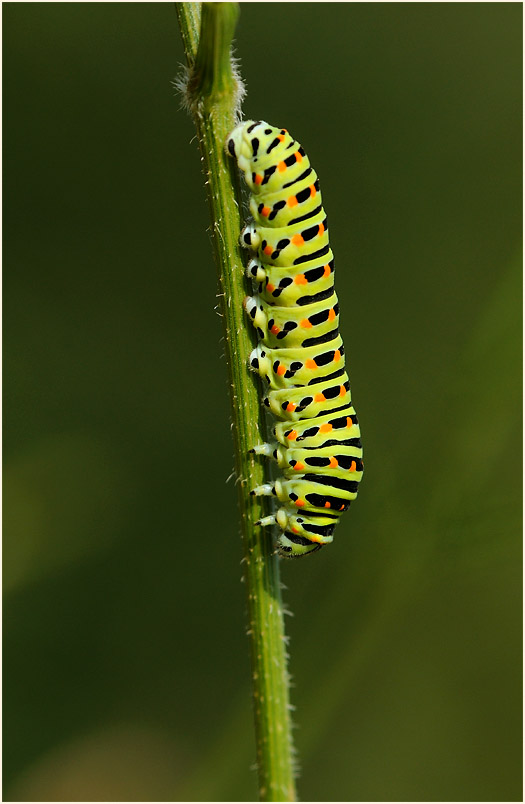Raupe, Schwalbenschwanz