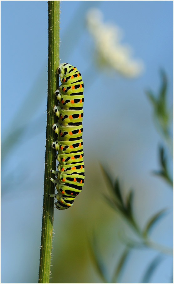 Raupe, Schwalbenschwanz