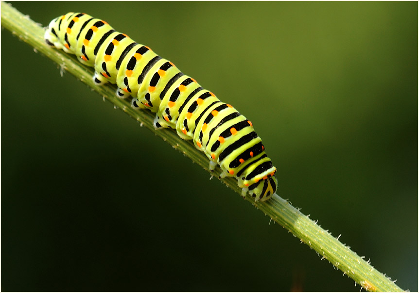 Raupe, Schwalbenschwanz