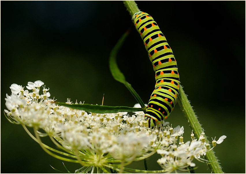 Raupe, Schwalbenschwanz