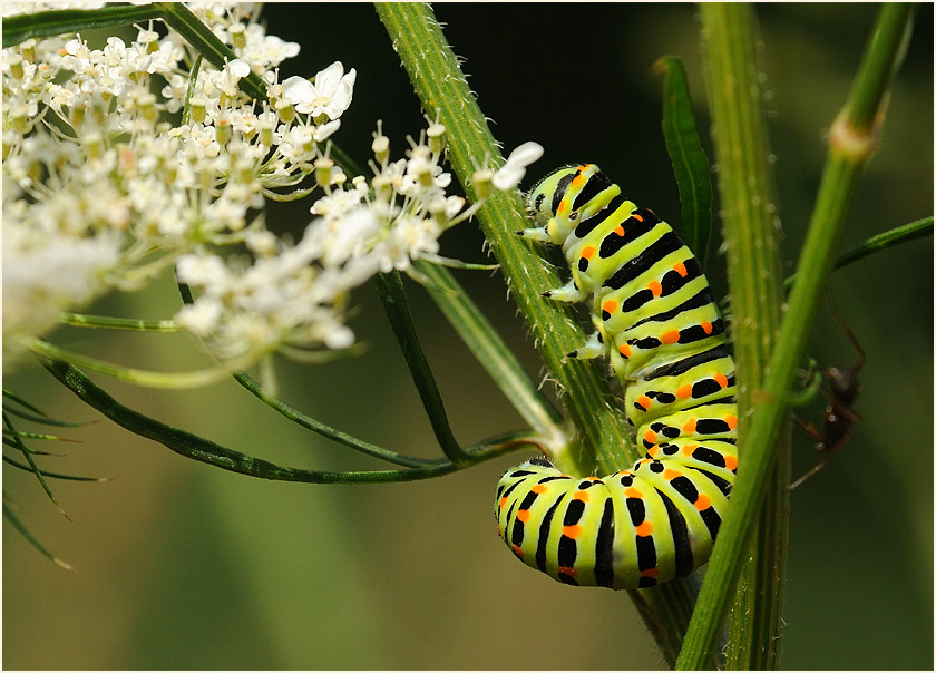 Raupe, Schwalbenschwanz