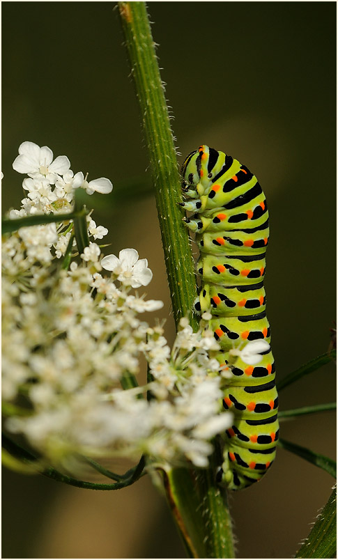 Raupe, Schwalbenschwanz