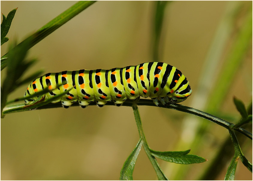 Raupe, Schwalbenschwanz
