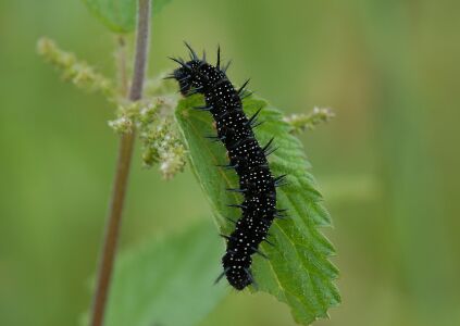 Hier geht es zur Raupe