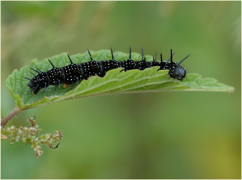 Raupe, Tagpfauenauge