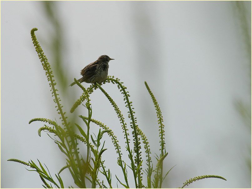 Reseda, gelbe (Reseda lutea)