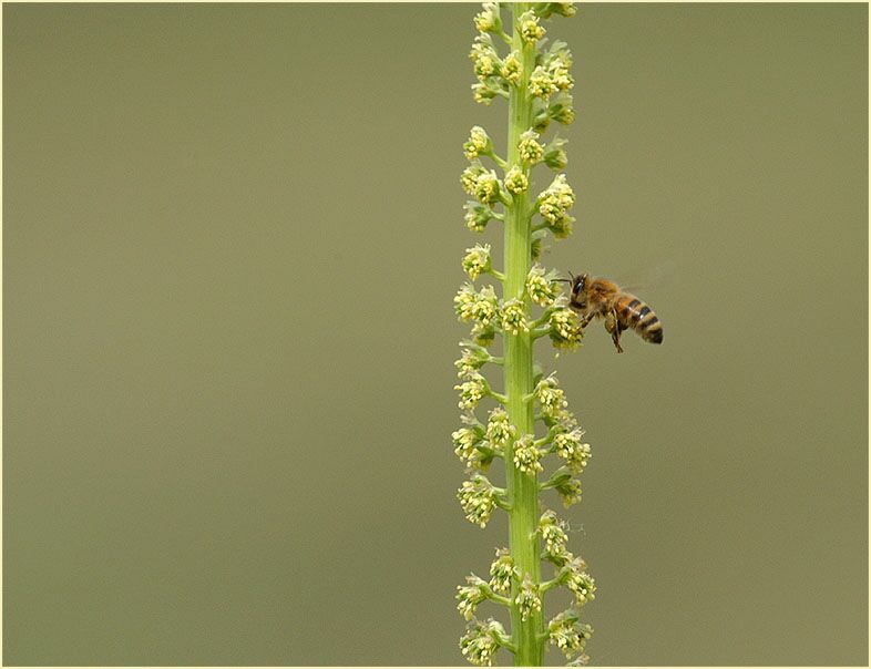 Reseda, gelbe (Reseda lutea)