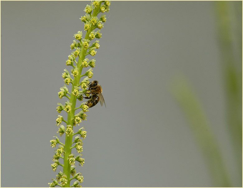 Reseda, gelbe (Reseda lutea)