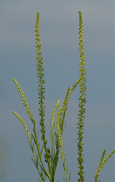 Reseda, gelbe (Reseda lutea)