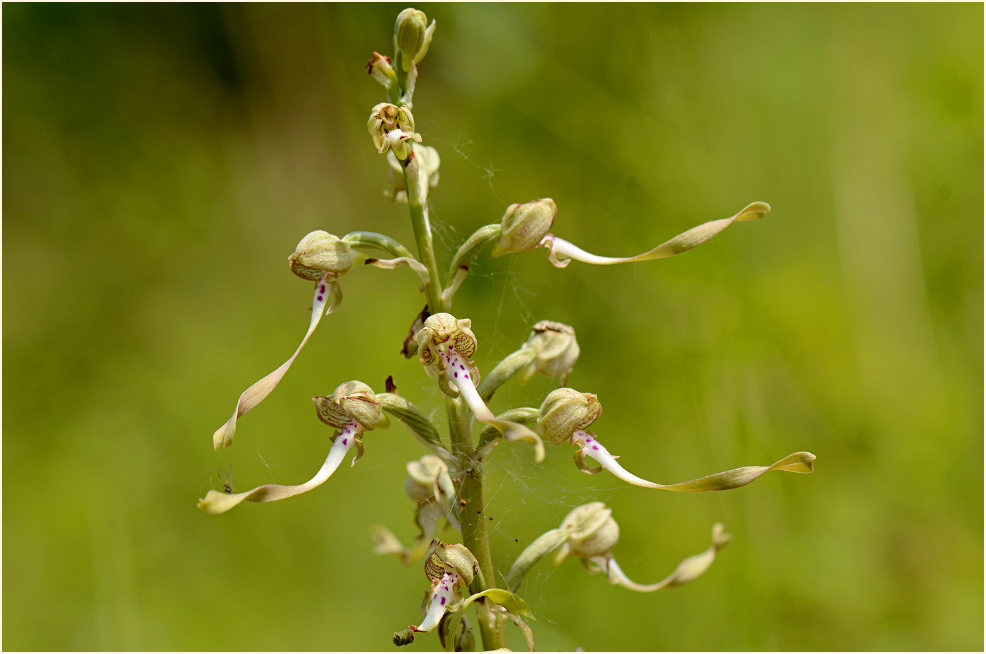 Bocks-Riemenzunge (Himantoglossum hircinum)