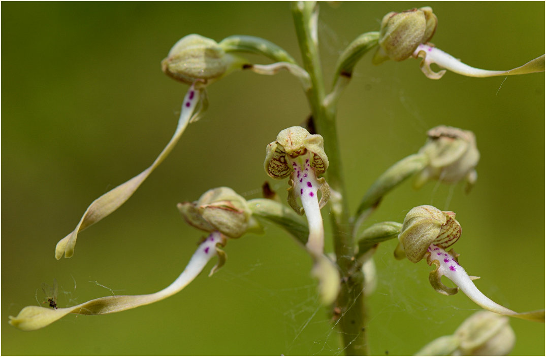 Bocks-Riemenzunge (Himantoglossum hircinum)