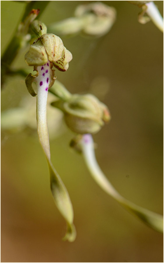 Bocks-Riemenzunge (Himantoglossum hircinum)