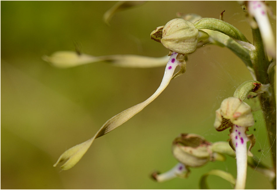 Bocks-Riemenzunge (Himantoglossum hircinum)