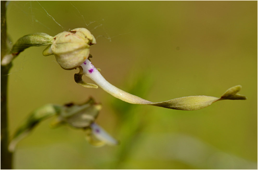 Bocks-Riemenzunge (Himantoglossum hircinum)