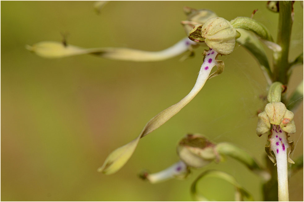 Bocks-Riemenzunge (Himantoglossum hircinum)