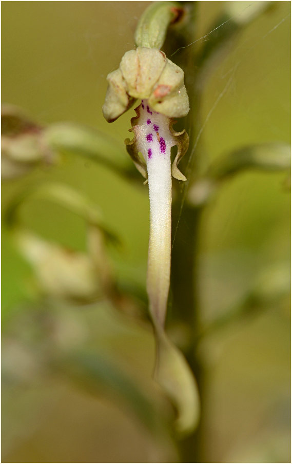 Bocks-Riemenzunge (Himantoglossum hircinum)