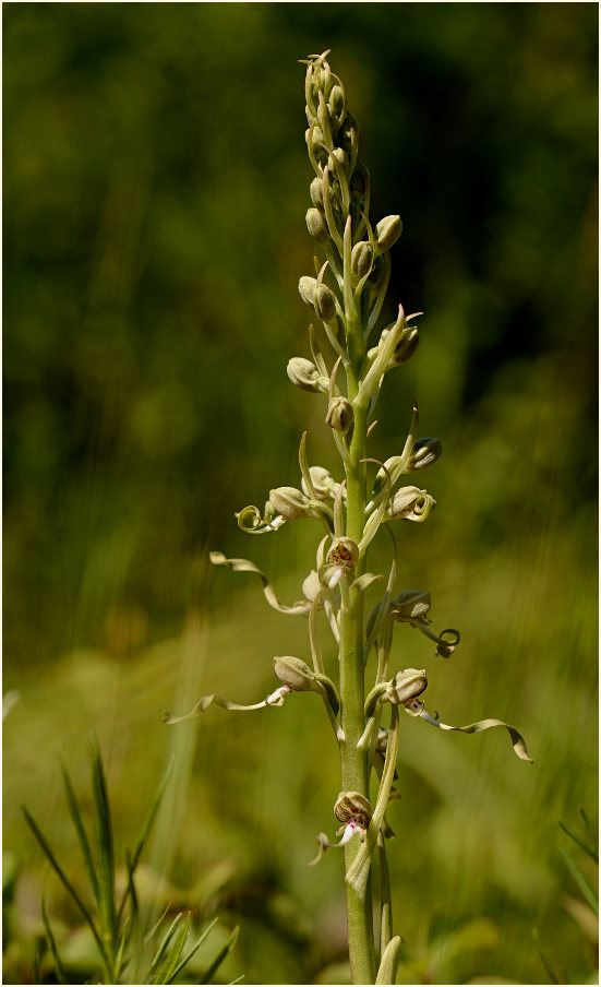 Bocks-Riemenzunge (Himantoglossum hircinum)