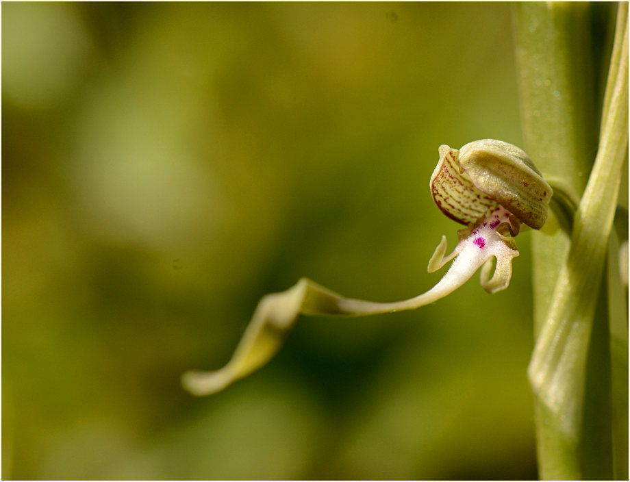 Bocks-Riemenzunge (Himantoglossum hircinum)