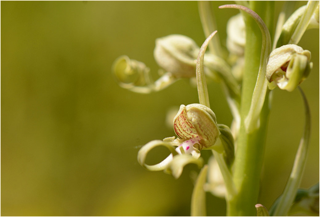 Bocks-Riemenzunge (Himantoglossum hircinum)