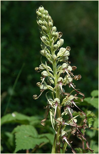 Riemenzunge (Himantoglossum hircinum)