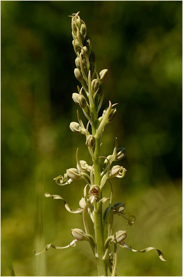 Bocks-Riemenzunge (Himantoglossum hircinum)