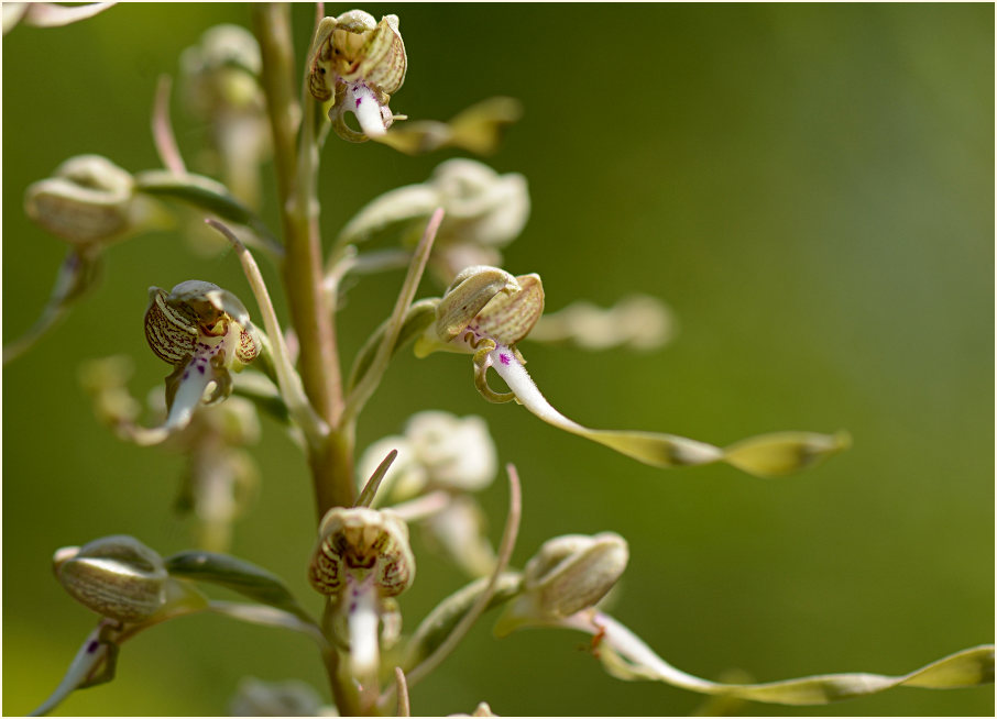 Bocks-Riemenzunge (Himantoglossum hircinum)