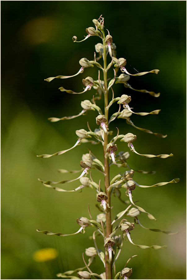 Bocks-Riemenzunge (Himantoglossum hircinum)