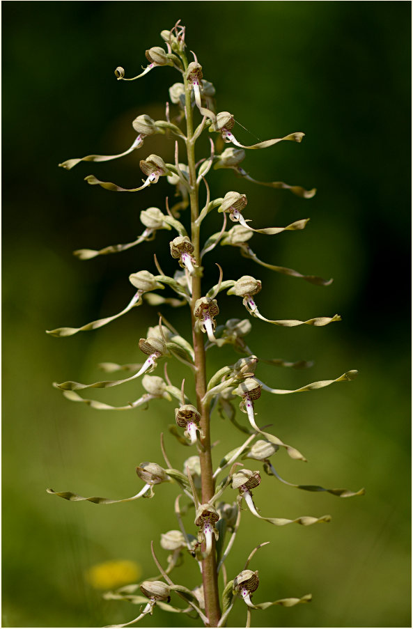 Bocks-Riemenzunge (Himantoglossum hircinum)