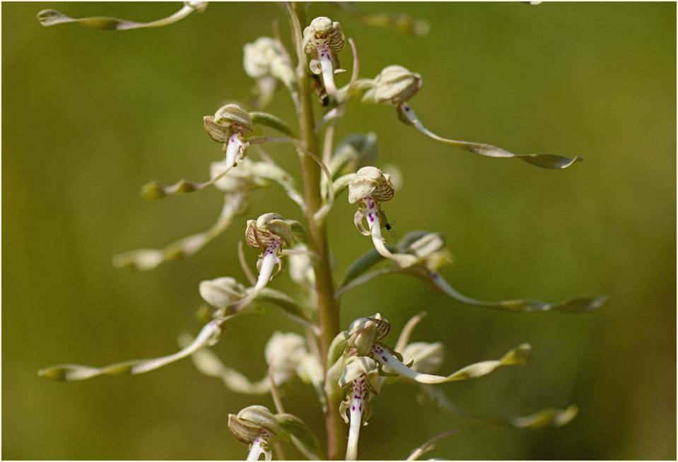 Bocks-Riemenzunge (Himantoglossum hircinum)